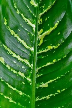 Dumb cane or leopard lily Dieffenbachia sp. - Close-up of a plant leaf from.. Stock Photos