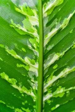 Dumb cane or leopard lily Dieffenbachia sp. - Close-up of a plant leaf from.. Stock Photos