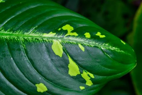 Dumb cane or leopard lily Dieffenbachia sp. - Close-up of a plant leaf from.. Stock Photos
