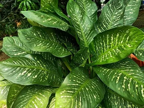 Dumb Cane Plant Stock Photos