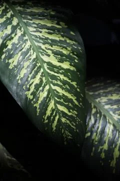 Dumb canes Stock Photos