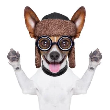 Dumb crazy dog Illustration