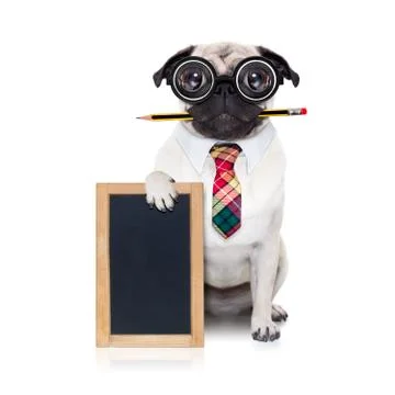 Dumb crazy dog 스톡 사진
