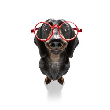 Dumb crazy dog Stock Photos