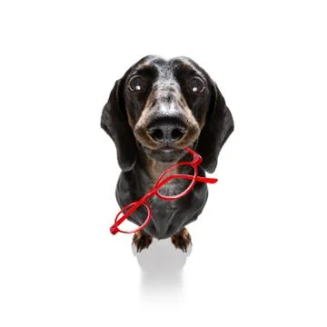 Dumb crazy dog Stock Photos
