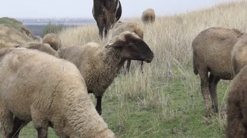 Dumb looking sheep Stock Footage 43320738