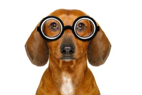Dumb nerd silly dachshund Foto stock