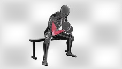 Dumbbell Concentration Curls Stock Footage 164319039