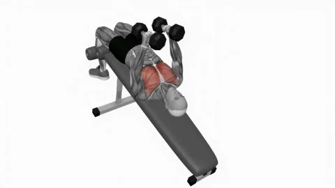 Dumbbell Decline Fly Version 2 fitness exercise workout animation male muscle hi Видео 243986010