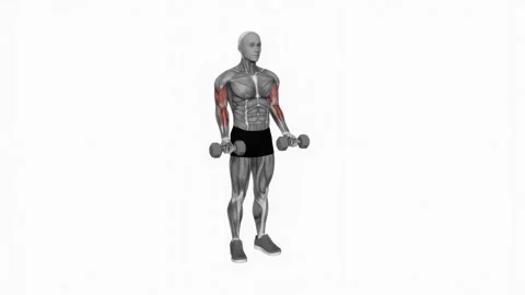 Standing Dumbbell Do Bicep Curls Work Fitness Easy Bicep Workouts
