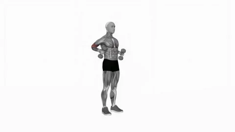 Dumbbell Standing Hammer Drag Curl fitness exercise workout animation male muscl Видео 243985227