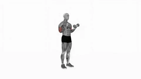 Dumbbell Standing Simultaneous Biceps Curl fitness exercise workout animation ma 库存影片 243985254