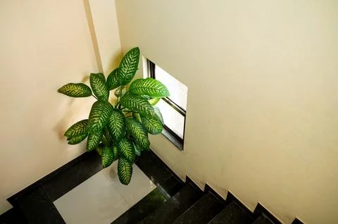 Dumbcane also known as Leopard lily scientifically known as Dieffenbachia. Stock Photos