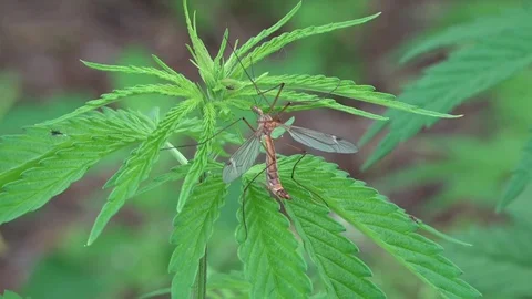 Dumbfounded. A large mosquito sits on a sprig of cannabis. Stock Footage 75983973