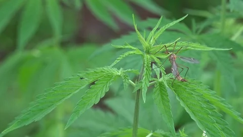 Dumbfounded. A large mosquito sits on a sprig of cannabis. Stock Footage 75983975