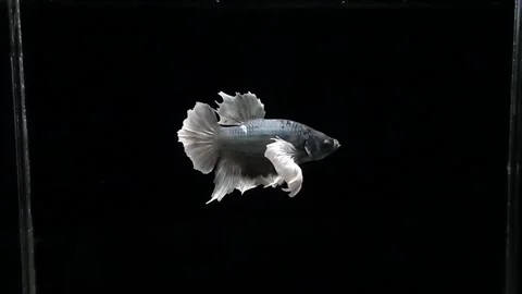 Dumbo Ear Betta Fish 動画素材 196270717