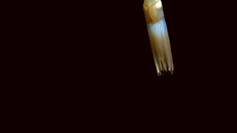 Dumbo Octopus in Arctic Waters Vidéo 113235118