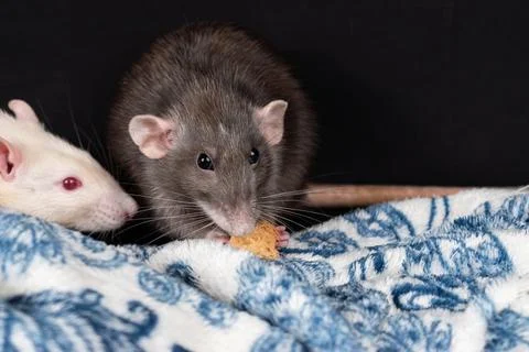 Dumbo pet rat Stock Photos