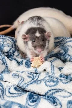 Dumbo pet rat Stock Photos