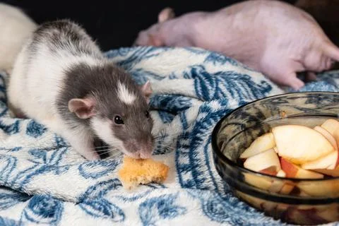 Dumbo pet rat Stock Photos