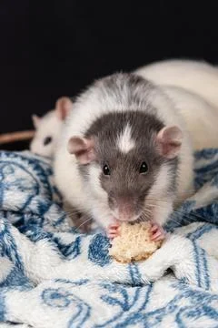 Dumbo pet rat Stock Photos