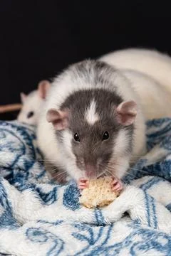 Dumbo pet rat Stock Photos