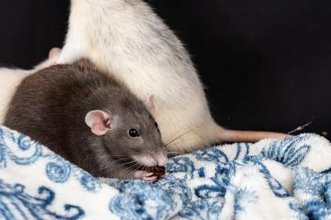 Dumbo pet rat Stock Photos