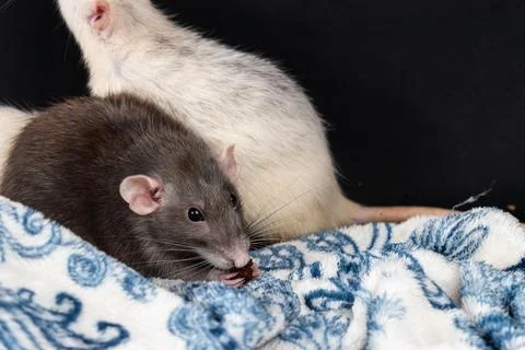 Dumbo pet rat Stock Photos