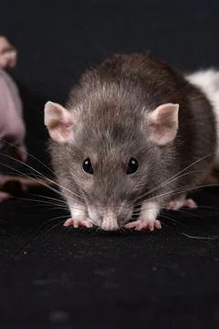 Dumbo pet rat Stock Photos