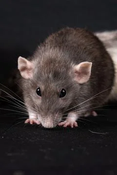Dumbo pet rat Stock Photos