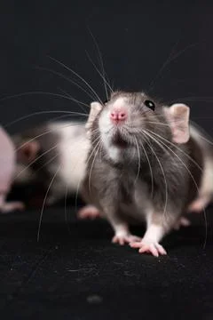 Dumbo pet rat Stock Photos