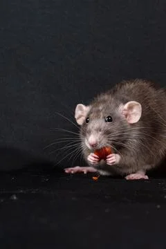 Dumbo pet rat Stock Photos