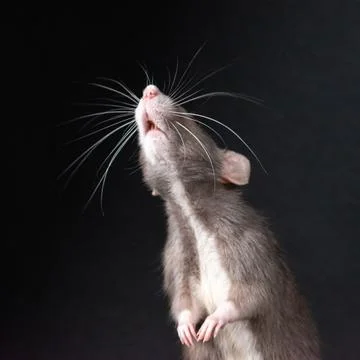 Dumbo pet rat Stock Photos