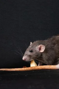 Dumbo pet rat Stock Photos