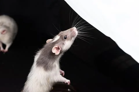 Dumbo pet rat Stock Photos