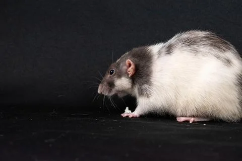 Dumbo pet rat Stock Photos