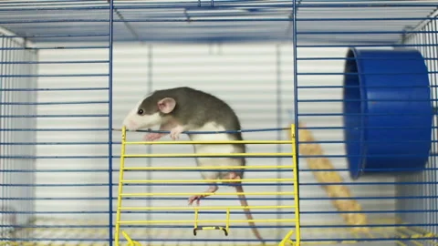 Dumbo fashion rat cage