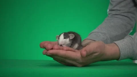 Dumbo rat and human hand on green screen Stock Footage 106063584