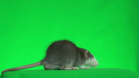 Dumbo rat on a green screen Stock Video Pond5