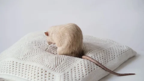 Dumbo rat washes his paws and sniffs on white background Close up of pet rat 스톡 동영상 130138864