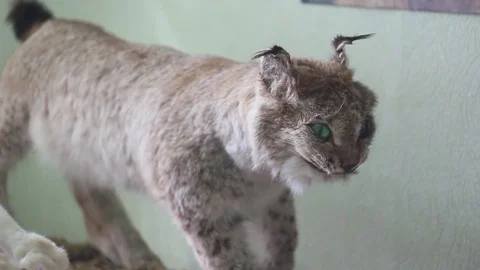 Dummy animal Stock Footage 76362593