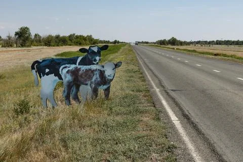 Dummy of two calves on the side of a road in Kazakhstan. Stock Photos