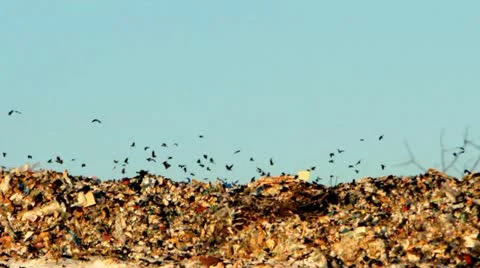 Dump and crows flying over garbage Stock-Footage 22095862