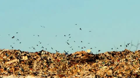 Dump and crows flying over garbage Stock-Footage 22096049