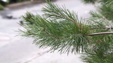 Dump Christmas trees in the city Stock Footage 100181049