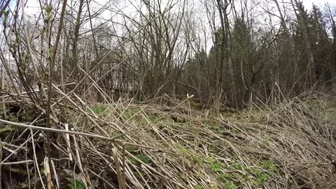 Dump in the forest. Pollution of nature Stock-Footage 74932297