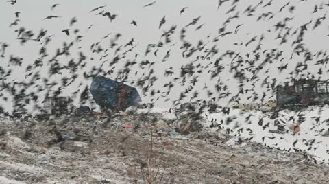 Dump (landfill) Stock Footage