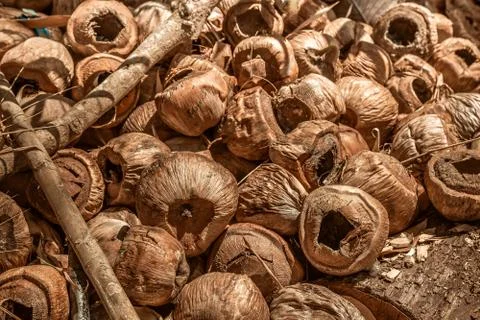 Dump old dry coconuts, the queue to burn. Recycling Organic Garbage. Close-up Stock Photos
