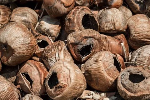 Dump old dry coconuts. Waiting for the queue to burn. Close-up, brown tones.  Stock-Fotos