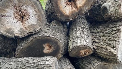 Dump of old felled trunks with rough bark Stock Photos